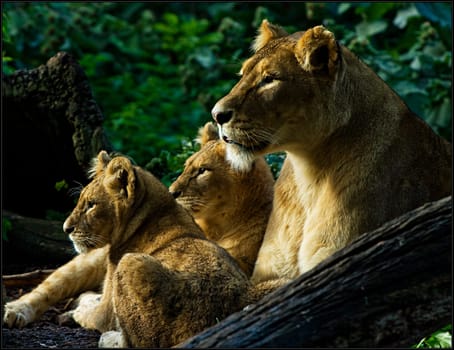Family portrait