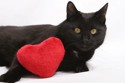 BLACK CAT