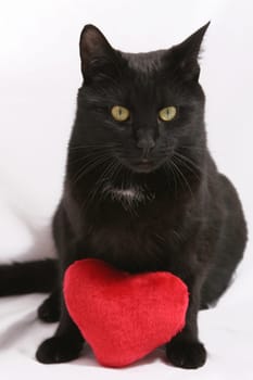(cat animal) without big