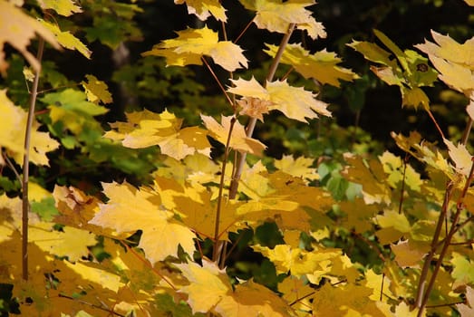 Maple