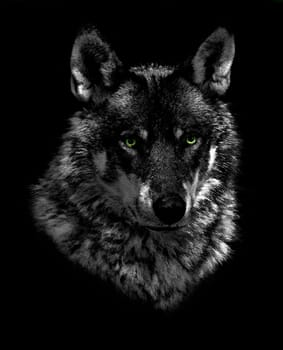 Wolf