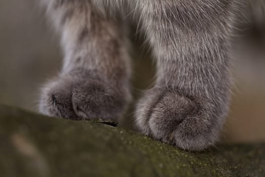 Velvet Paw
