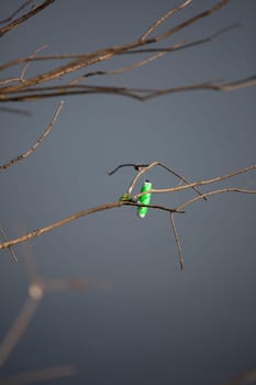 Bright green bobber floating at the top of water