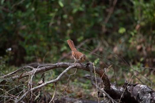 Sassy brown thrasher bird (Toxostoma rufum) looking out from its perch on a fallen tree limb