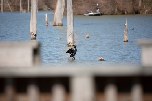 Adult double-crested cormorant (Phalacrocorax auritus) perched on a dead tree stump, raising its wings to dry them