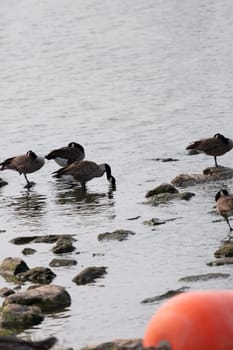 Flock of Canada geese (Branta canadensis) grooming and foraging in shallow water near rocks