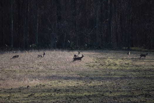 White-tailed deer (Odocoileus virginianus) running in a field
