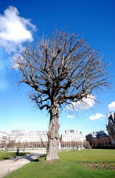 Tree in the Tuileries in Paris