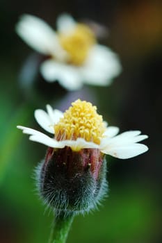 Two flowers