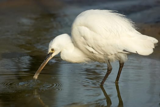 Little Egrets on the hunt