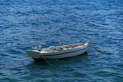 Seagull 14