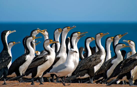 At Cape Peron in Western Australia,thousands of cormorants gather on the beach every day. Because of their corrosive droppings,the proximity to the birds is very unpleasant. But what doesn't a photographer take on :-)