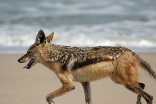 Black-backed jackal