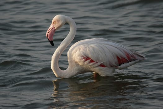 Greater flamingo