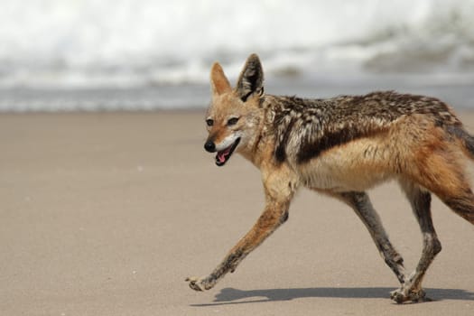 Black-backed jackal