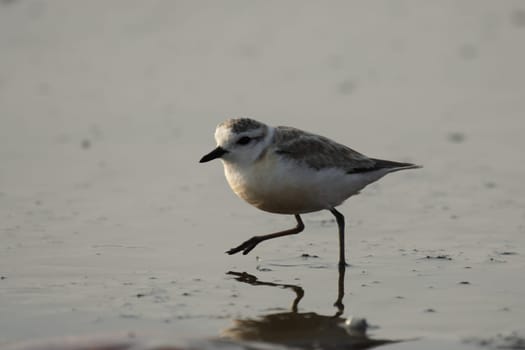 White-fronted Plover