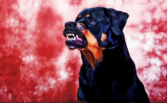 Jule is a janz love,not that someone thinks right away she's going crazy -) She always makes baring her teeth on my finger snap (was trained for TV series),the mouse is just as much an actor as I am -) LG Andi
