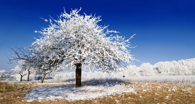 Ice Tree