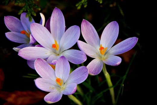 Spring Messengers