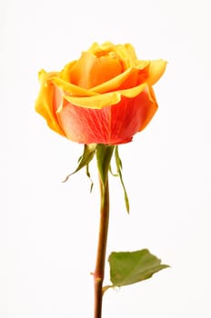 rose without hip without rosehip