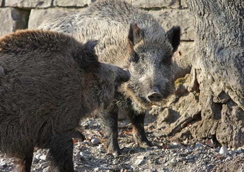 Wild boar