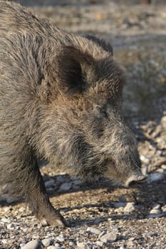 Wild boar