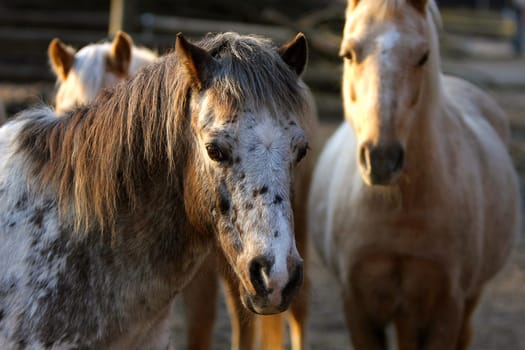 Horses