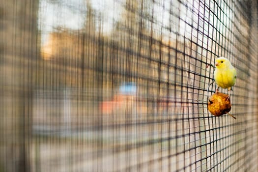 Caged