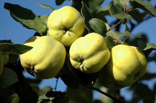 Quinces