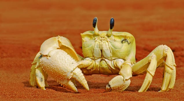 I didn't change the color of this picture - the crab was really that yellow and came into its own on the Australian red sand.