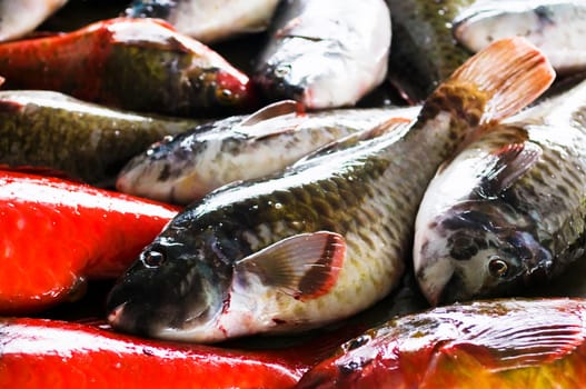 Fish in the market