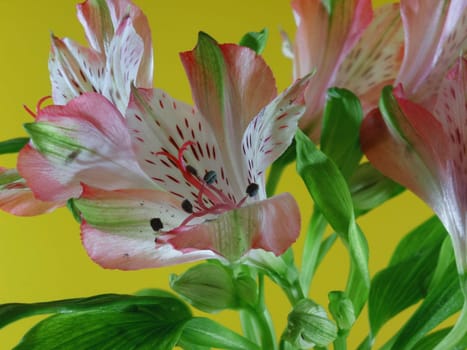 alstromeria