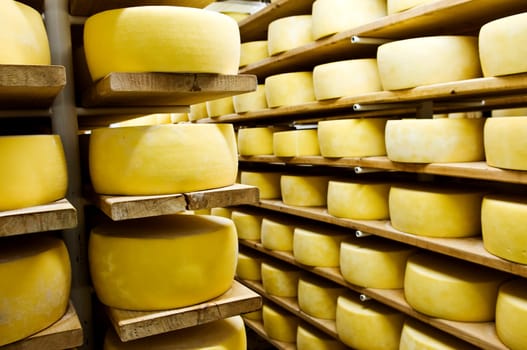 Cheese in shelves