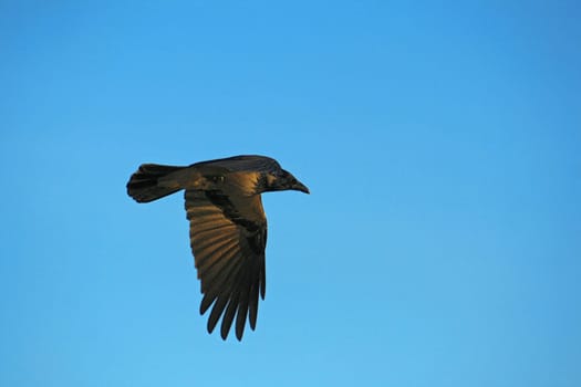 Hooded crow