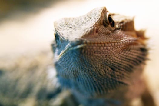 Bearded Dragon Portrait