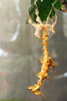 Skinning