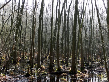 forest without cake without mushrooms without gras without aegeria