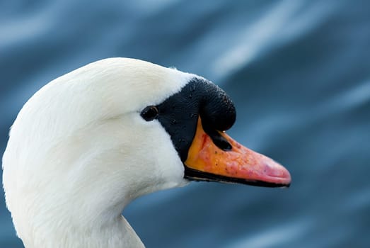 Swan portrait