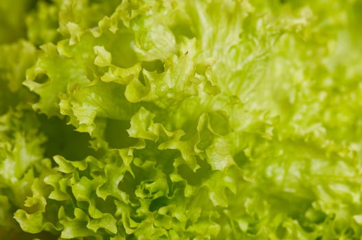 Head of lettuce