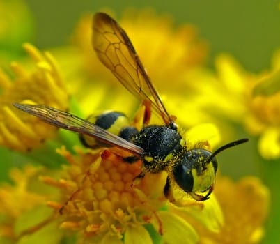 Wasp