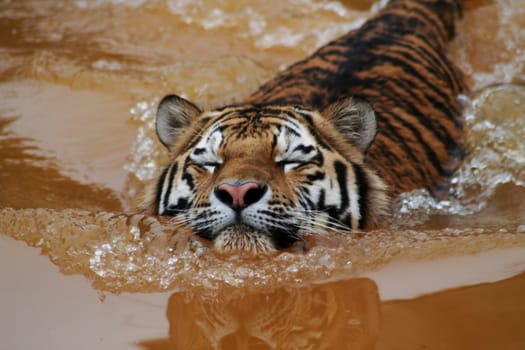Tigger