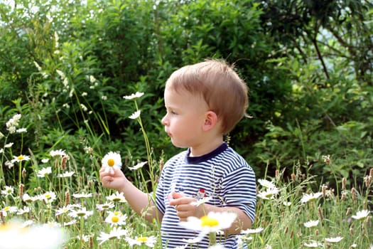 Flower meadow