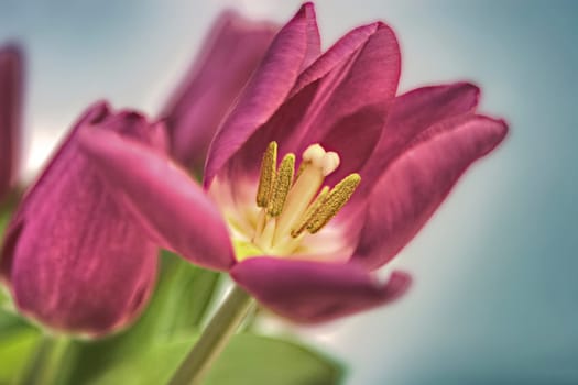 Tulip