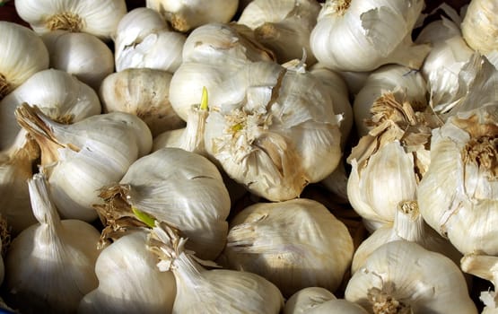 Garlic1