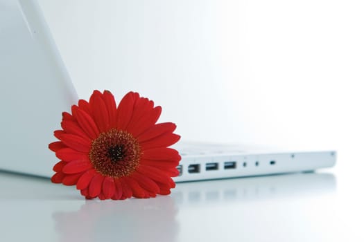 Workplace with flower