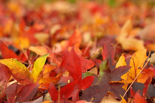 Leaves in fall