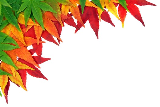 Maple frame