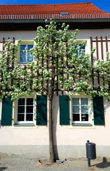 Espalier fruit