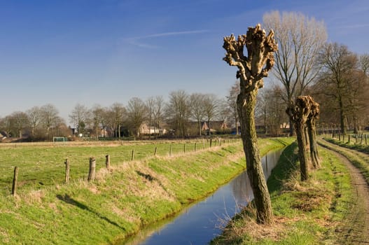 freshly cut young pollard willows