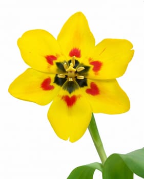 Tulip